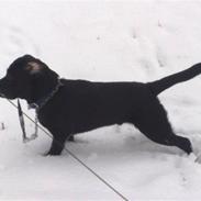 Labrador retriever Scooby