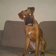 Boxer Rocky