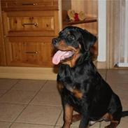 Rottweiler Diablo