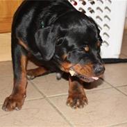 Rottweiler Diablo