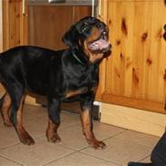 Rottweiler Diablo