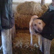 Labrador retriever BUSTER=)
