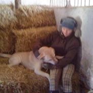 Labrador retriever BUSTER=)