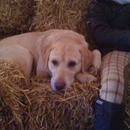 Labrador retriever BUSTER=)