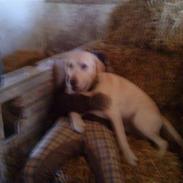 Labrador retriever BUSTER=)