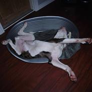 Amerikansk bulldog maddox