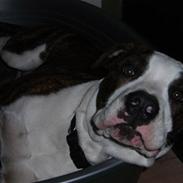 Amerikansk bulldog maddox