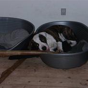 Amerikansk bulldog maddox