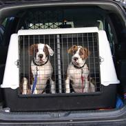 Amerikansk bulldog maddox