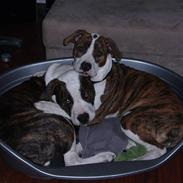 Amerikansk bulldog maddox