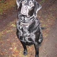 Labrador retriever Thor