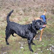 Labrador retriever Thor