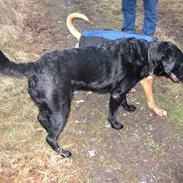Labrador retriever Thor