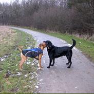 Labrador retriever Thor