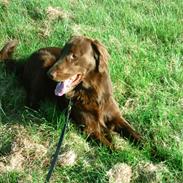 Flat coated retriever Marco (Elo)