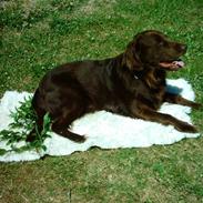 Flat coated retriever Marco (Elo)