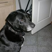 Labrador retriever Bella