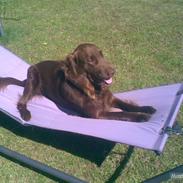 Flat coated retriever Marco (Elo)