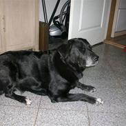 Labrador retriever Bella