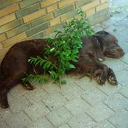 Flat coated retriever Marco (Elo)