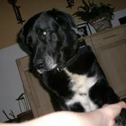 Labrador retriever Bella