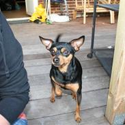 Dvaergpinscher Måns