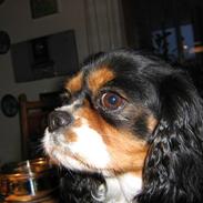 Cavalier king charles spaniel Annexgaarden's Fie