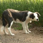 Border collie Gizmo