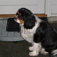 Cavalier king charles spaniel Annexgaarden's Fie
