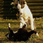 Border collie Gizmo