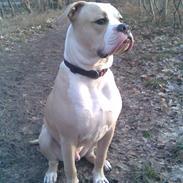 Amerikansk bulldog Baily