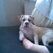 Amerikansk bulldog Baily