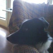 Blanding af racer Makker