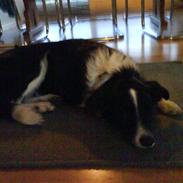 Blanding af racer Makker