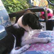 Blanding af racer Makker