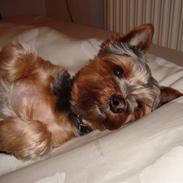 Yorkshire terrier Pjuske