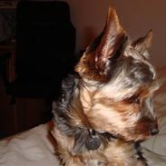 Yorkshire terrier Pjuske