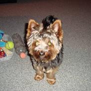 Yorkshire terrier Pjuske