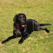 Labrador retriever Malou