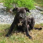 Staffordshire bull terrier Chanel