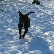 Staffordshire bull terrier Chanel