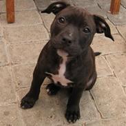 Staffordshire bull terrier Chanel