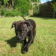 Staffordshire bull terrier Chanel