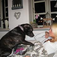 Staffordshire bull terrier Chanel