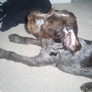 Ruhåret hønsehund Balder