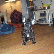 Fransk bulldog Kuzco