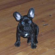 Fransk bulldog Kuzco