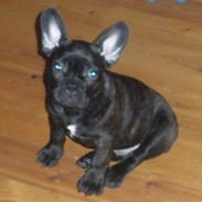 Fransk bulldog Kuzco