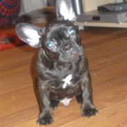Fransk bulldog Kuzco