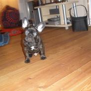 Fransk bulldog Kuzco